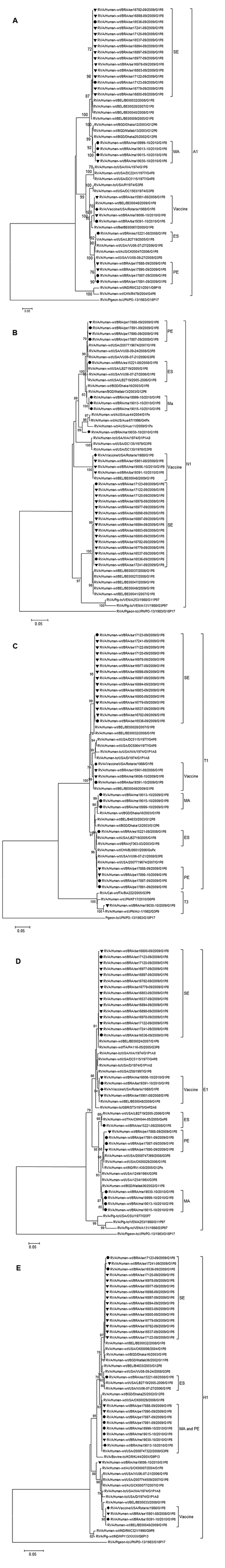 Phylogenetic analysis of nucleotide sequence of A) nonstructural protein 1 [NSP1], B) NSP2, C), NSP3, D) NSP4, and E) NSP5 encoding genes of G1P[8] RVA samples collected in Brazil and described in this study. Filled circles indicate samples from non-vaccinated children and filled triangles vaccinated children. The Rotarix strain is indicated by a filled diamond. Bootstrap values &gt;70%, estimated with 2,000 pseudoreplicate datasets, are indicated at each node. Only the genotype in which the str