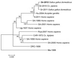 Thumbnail of Phylogenetic tree inferred with maximum-likelihood analysis, based on complete nonstructural (NS) 3 nt sequences (1,863 bp) of lineage 2 West Nile virus strains. Isolation source is indicated in boldface. The general time reversible model with gamma distributed rates across sites and a fraction of sites assumed to be invariable (GTR + I + Γ) was selected as the best fitting nucleotide substitution model for the sequence dataset. The tree was mid-point rooted, and the numbers indicat