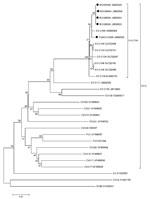 Thumbnail of Phylogenetic tree of human enteroviruses (EVs) for nucleotide sequences of the viral protein (VP) 4/VP2 gene region (435 nt, corresponding to nt positions 654–1,088 of EV-C104 prototype strain CL-12310945 [EU840733]), People’s Republic of China, March 2007–February 2012. The tree was generated with 1,000 bootstrap replicates. Neighbor-joining analysis of targeted nucleotide sequence was performed by using the Kimura 2-parameter model with the Molecular Evolutionary Genetics Analysis