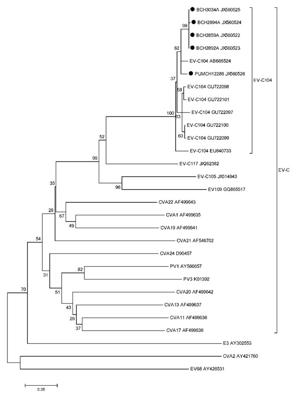 Phylogenetic tree of human enteroviruses (EVs) for nucleotide sequences of the viral protein (VP) 4/VP2 gene region (435 nt, corresponding to nt positions 654–1,088 of EV-C104 prototype strain CL-12310945 [EU840733]), People’s Republic of China, March 2007–February 2012. The tree was generated with 1,000 bootstrap replicates. Neighbor-joining analysis of targeted nucleotide sequence was performed by using the Kimura 2-parameter model with the Molecular Evolutionary Genetics Analysis software ver