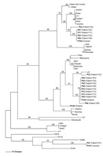 Thumbnail of Maximum parsimony phylogenetic tree of Orientia tsutsugamushi based on partial 56-kDa type-specific antigen gene sequences, demonstrating the relationships among O. tsutsugamushi isolates from Thailand and strains causing scrub typhus in humans in Ban Pongyeang, Thailand, and reference (ref) strains. The tree was midpoint rooted. Bootstrap values &gt;50% are labeled over branches (1,000 replicates). Isolates from Thailand are in boldface. The tree was generated by using heuristic se