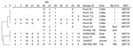 Thumbnail of Phylogenetic tree of the genotypes of Coxiella burnetii from the samples of this study based on multilocus variable-number tandem-repeat analyses (MLVA) including 12 loci (MLVA-12), the Netherlands. Repeats per locus are shown, and open spots indicate missing values. MLVA-6 are results of the analysis with 6 MLVA loci (3). MST are results of the analysis with multispacer sequence typing (MST) (5). MLVA 6 loca (MLVA-6) and MST revealed full genotypes unless stated otherwise. Two stra