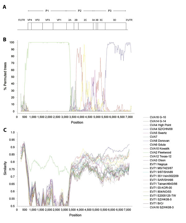 Recombination analysis of complete genome of coxsackievirus A2 (CVA2), Hong Kong, 2012. A) Genome organization. B) Bootscanning and C) similarity plot analyses were conducted by using Simplot version 3.5.1 (http://sray.med.som.jhmi.edu/SCRoftware/simplot/) (Kimura distance model; window size, 400 bp; step, 20 bp) on a gapless nucleotide alignment generated with ClustalX 2.0 (8) with the genome sequence of CVA2 strain 430895 as the query sequence. In panel B, green line indicates CVA2 prototype s