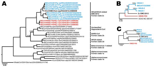 RNA-dependent RNA polymerase (RdRp) gene and Spike genephylogenies including the novel betacoronaviruses from bats in Ghana and Europe. A) Bayesian phylogeny of an 816-nt RdRp gene sequence fragment corresponding to positions 14781–15596 in severe acute respiratory syndrome coronavirus (SARS-CoV) strain Frankfurt 1 (GenBank accession no. AY291315). Data were analyzed with MrBayes version 3.1 (http://mrbayes.sourceforge.net/) by using a WAG amino acid substitution model and 4 million generations 