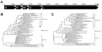 Thumbnail of Analyses of American bat vesiculovirus (ABVV) compared with other members of the family Rhabdoviridae. A) Genome organization of ABVV; B) Bayesian inference tree of the ABVV N gene; C) Bayesian inference tree of the 5 concatenated ABVV genes (N, P, M, G, L). For the Bayesian analyses, sequences from the entire gene were used, except for a few partially sequenced genomes for which only ≈100 aa were publicly available. Posterior probabilities (&gt;75%) of the Bayesian analysis are sho