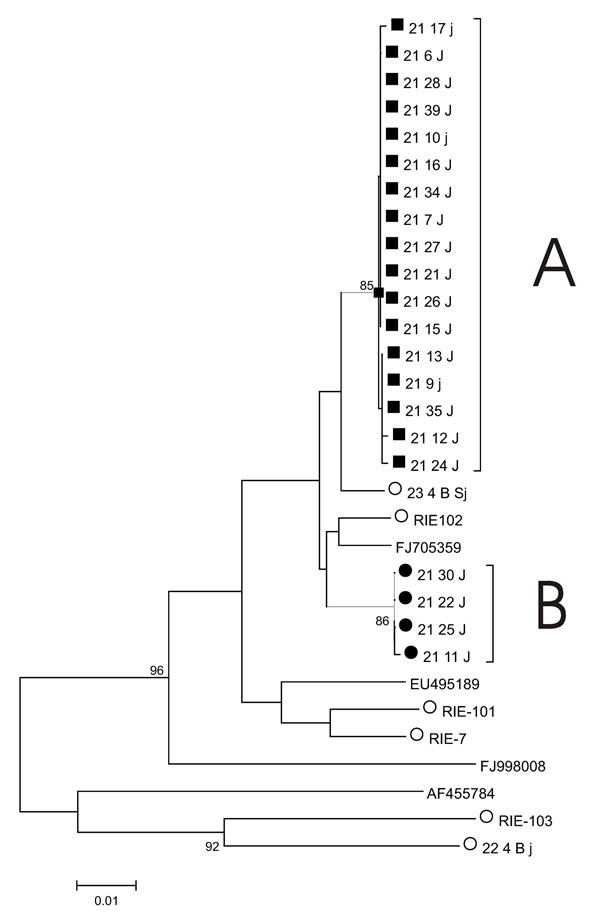 Phylogenetic tree of hepatitis E virus hypervariable region variants. A neighbor-joining tree of hypervariable region sequences was constructed by using MEGA 4 (15). A and B indicate sequences for virus populations A and B. Sequences from the patient studied here (patient 21) belonging to virus population A are indicated by a solid square, and those belonging to virus population B are indicated by a solid circle. Other sequences obtained in the same laboratory are indicated by an open circle. Cl