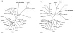 Thumbnail of Phylogenetic trees, based on 499-nt and 4,582-nt regions of the small (S) and large (L) genomic segments, respectively, of Xuan Son virus (XSV VN1982B4) (GenBank accession nos. S: KC688335, L: JX912953), generated by the maximum-likelihood and Bayesian Markov chain Monte Carlo estimation methods, under the GTR+I+Γ model of evolution. Because tree topologies were similar when RAxML and MrBayes were used, the tree generated by MrBayes was displayed. The phylogenetic position of XSV is
