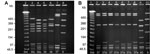 Thumbnail of DNA macrorestriction profiles for serotype IV isolates from invasive group B Streptococcus (GBS) disease in infants, Minnesota. Isolates were studied by SmaI digestion and pulsed-field gel electrophoresis (PFGE) analysis and were designated as expressing C-protein α (C-α) or group B protective surface protein (BPS). Lane number is at the top and PFGE profile number at the bottom of each lane. A) Lane 2, λ molecular size standard; lanes 3 and 4, serotype IV/C-α GBS isolates from earl