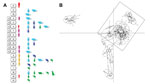 Thumbnail of Discriminant analysis of principal components showing genetic clustering among Trypanosoma cruzi isolates from an outbreak of oral disease in Caracas, Venezuela. Six principal components were retained, explaining 80% of the diversity. Ellipses correspond to the optimal (as defined by the Bayesian information criterion minimum) number of population clusters among the genotypes analyzed. Images indicate sample host origin (human, rodent, marsupial, or triatomine), while colors corresp