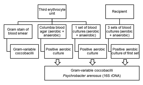 Flow diagram showing samples collected from the blood donor unit (third erythrocyte unit) and a 58-year-old man (transfusion recipient) and results for isolation and identification of Psychrobacter arenosus, France.