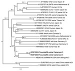 Thumbnail of Phylogenetic analysis of hepatitis E virus (HEV) strains, Cameroon. The Bayesian phylogenetic tree was constructed by using partial nucleotide sequence of open reading frame 2 (278 nt) of HEV. For each sequence used, the GenBank accession number, strain designation, source of isolation, country of isolation, and HEV subtype are shown. Multiple nucleotide sequence alignment was analyzed by using the Markov Chain Monte Carlo method implemented in the program MrBayes version 3.0 (http: