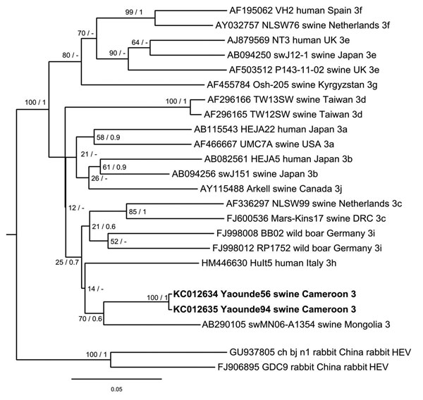 Phylogenetic analysis of hepatitis E virus (HEV) strains, Cameroon. The Bayesian phylogenetic tree was constructed by using partial nucleotide sequence of open reading frame 2 (278 nt) of HEV. For each sequence used, the GenBank accession number, strain designation, source of isolation, country of isolation, and HEV subtype are shown. Multiple nucleotide sequence alignment was analyzed by using the Markov Chain Monte Carlo method implemented in the program MrBayes version 3.0 (http://mrbayes.sou
