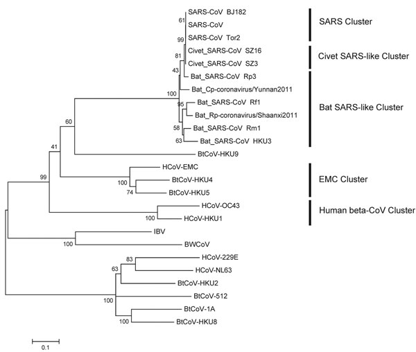 Phylogenetic tree of novel betacoronaviruses based on the nucleotide sequence of the RdRp gene. The following coronaviruses (CoVs) and GenBank accession numbers were used: bat severe acute respiratory syndrome CoV Rm1 (bat SARS-CoV Rm1; DQ412043), bat SARS-CoV Rp3 (DQ071615), bat SARS-CoV Rf1 (DQ412042), bat SARS-CoV HKU3 (DQ022305),SARS-CoV isolate Tor2/FP1–10895 (SARS-CoV Tor2; JX163925), SARS-CoV BJ182–12 (SARS-CoV BJ182; EU371564), SARS-CoV (NC004718), civet SARS-CoV SZ3 (AY304486), civet SA