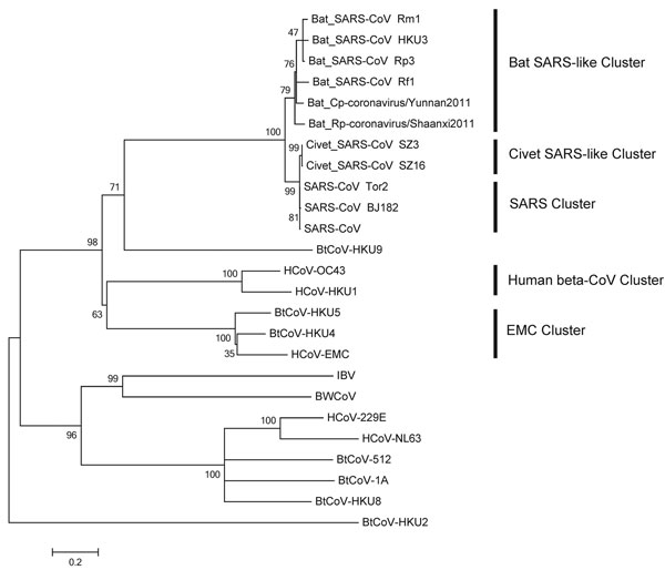 Phylogenetic tree of novel betacoronaviruses based on the deduced amino acid sequence of spike protein. SARS, severe acute respiratory syndrome; CoV, coronavirus; HCoV, human CoV; BtCoV, bat CoV; BWCoV, beluga whale CoV; IBV, avian infectious bronchitis. Scale bar indicates genetic distance estimated by using WAG+G+I+F model implemented in MEGA5 (www.megasoftware.net).