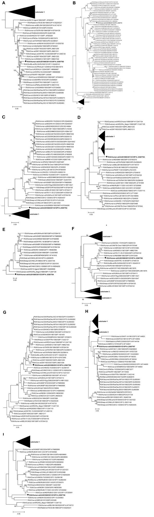 Phylogenetic trees constructed from the nucleotide sequences of genes of rotavirus strain V585 and other group A rotavirus strains representing the R2, C2, M2, I2, A11, N2, T6, E2, and H3 genotypes. A) Viral protein (VP) 1, B) VP2, C) VP3, D) VP6, E) nonstructural protein (NSP) 1, F) NSP2, G) NSP3, H) NSP4, and I) NSP5. The reference strains for each genogroup were included in the phylogenetic analysis, but only the relevant genotype to V585 is shown in the final tree. The position of strain V58