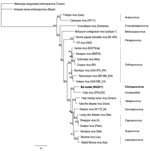 Thumbnail of Maximum clade credibility tree generated by MrBayes in Geneious version 6.0.5 (www.geneious.com/) using amino acid sequences from 7 open reading frames (final chain length 240,000 at an average SD of split frequencies of zero) for poxviruses. Clade credibility values are indicated at each node.The virus isolated in this study is shown in boldface. Amsacta moorei (red hairy caterpiller) entomopoxvirus (Moyer) was used as the outgroup. Scale bar indicates amino acid substitutions per 