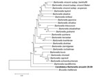 Thumbnail of Phylogeny for concatenated sequences of novel Bartonella isolate, including a 312-character fragment of gltA and a 589-character fragment of rpoB. The neighbor-joining tree method (1,000 bootstrap replicates) was employed using MEGA5 software (11), and the distances were calculated by using the Jukes-Cantor method, in which units are calculated as the number of base pair substitutions per site (10). Brucella melitensis was used as the outgroup.