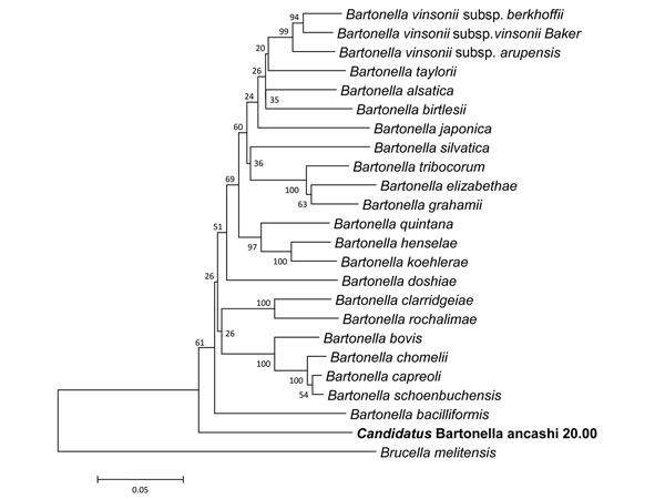 Phylogeny for concatenated sequences of novel Bartonella isolate, including a 312-character fragment of gltA and a 589-character fragment of rpoB. The neighbor-joining tree method (1,000 bootstrap replicates) was employed using MEGA5 software (11), and the distances were calculated by using the Jukes-Cantor method, in which units are calculated as the number of base pair substitutions per site (10). Brucella melitensis was used as the outgroup.