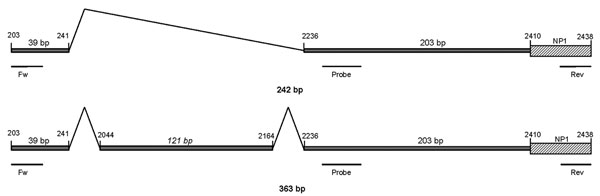 Schematic representation of the 2 human bocavirus 1 (HBoV1) mRNA PCR products, illustrating alternative splicing. Positions of primers and probe are shown. The total length of the upper product is 242 bp, and the length of the lower is 363 bp (reference sequence: GenBank accession no. NC007455).