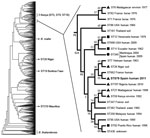 Thumbnail of Phylogenetic position of Burkholderia pseudomallei isolate BpSp2, sequence type (ST) 879 (boldface), from a patient in Spain who had traveled to Africa. The dendrogram was built by using 852 isolates from the public B. pseudomallei database (http://bpseudomallei.mlst.net). The clade in which most STs from Africa, South America, and the Caribbean are located has been enlarged; location, source type, and year collected are indicated for each isolate. Black circle indicates isolates fr