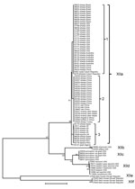 Thumbnail of Genetic relationship among 6 Cryptosporidium ubiquitum subtype families (XIIa–XIIf) in animals as indicated by a neighbor-joining analysis of the partial gp60 gene. The XIIa subtype family contains all specimens from domestic and wild ruminants, whereas the remaining subtype families contain all specimens from rodents and other wildlife. Within the XIIa subtype family, 1, 2, and 3 denote subtypes 1, 2, and 3, which differ from each other by a few nucleotides. Bootstrap values are in