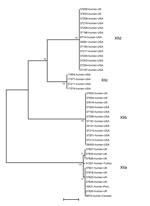 Thumbnail of Genetic relationship among 4 Cryptosporidium ubiquitum subtype families (XIIa–XIId) in humans as indicated by a neighbor-joining analysis of the partial gp60 gene. The XIIa subtype family is seen in humans in most locations except the United States, where humans are infected with subtype families XIIb, XIIc, and XIId. Bootstrap values are indicated along branches. Scale bar indicates 0.1 nucleotide substitutions per site. 