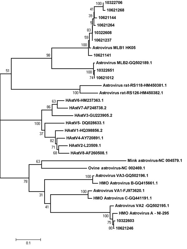 Phylogenetic analyses of human astroviruses, China. Construction of phylogenetic trees was based on alignment of a region of the open reading frame 1b nucleic acid sequence (409 bp), generated by the neighbor-joining method with 1,000 bootstrap replicates. Each strain from this study is indicated by the patient number (10621012, 10621141, 10621144, 10621237, 10621246, 10621264, 10621268, 10322603, 10322608, 10322651, 10322706) or GenBank accession number (JQ673575–JQ673585) as indicated. AstV, a