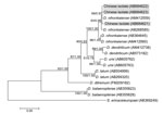 Thumbnail of Phylogenetic tree constructed by using the maximum likelihood algorithm (Kimura’s 2-parameter model) on the basis of the complete cox1 sequences of isolates from Diphyllobothrium species found in persons in China and related Diphyllobothrium species. Numbers at nodes are bootstrap values (1,000 replicates) and posterior probabilities (106 generations) for maximum likelihood and Bayesian inference, respectively. Spirometra erinaceieuropaei was used as an outgroup. Scale bar indicates