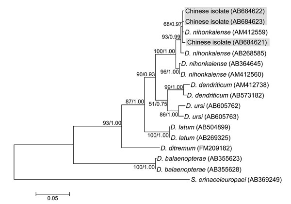 Phylogenetic tree constructed by using the maximum likelihood algorithm (Kimura’s 2-parameter model) on the basis of the complete cox1 sequences of isolates from Diphyllobothrium species found in persons in China and related Diphyllobothrium species. Numbers at nodes are bootstrap values (1,000 replicates) and posterior probabilities (106 generations) for maximum likelihood and Bayesian inference, respectively. Spirometra erinaceieuropaei was used as an outgroup. Scale bar indicates the number o
