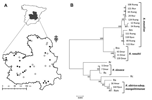 Rickettsia species in questing ticks collected in central Spain. A) Study area with 20 collection sites where ticks were found (black dots) of the 39 sites surveyed (white and black dots). B) Multilocus sequence analysis of Rickettsia spp. The evolutionary history was inferred by using the neighbor-joining method of ompA-ompB concatenated sequences (total length = 1,189 nt). The optimal tree with the sum of branch length = 0.15227017 is shown. The percentage of replicate trees in which the assoc