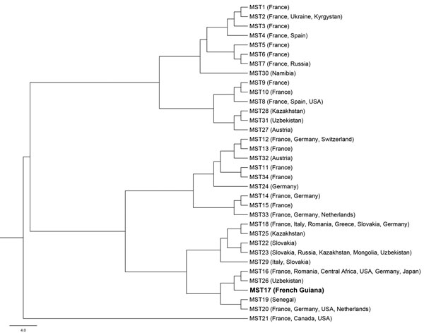 Phylogenetic diversity of 34 genotypes of Coxiella burnetii identified by using multispacer sequence typing (MST). Clone from French Guiana isolated in this study is indicated in boldface. Scale bar indicates nucleotide substitutions per site.