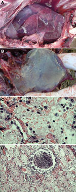 Thumbnail of Pneumonia caused by Mycoplasma capricolum subsp. capripneumoniae in Tibetan antelope (Pantholops hodgsonii), Tibet, 2012. A) Lung of a caprine pleuropneumonia–infected Tibetan antelope (sample SZM2) showing lung hepatization. B) Lung of a caprine pleuropneumonia–infected Tibetan antelope (sample SH3) showing fibrin deposition. C and D) Fibrinous pneumonia with serofibrinous fluid and an inflammatory cell infiltrate, consisting of mainly lymphocytes, in the alveoli (panel C, sample S