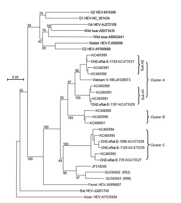 Phylogenetic analysis of rat hepatitis E virus (HEV) isolated from Asian musk shrews (Suncus murinus) in Zhanjiang City, China. Nucleic acid sequence alignment was performed by using ClustalX 1.81 (www.clustal.org). The genetic distance was calculated by using the Kimura 2-parameter method. The phylogenetic tree, with 1,000 bootstrap replicates, was generated by the neighbor-joining method based on the partial sequence (281 nt) of HEV open reading frame 1 of genotype 1–4, wild boar, rabbit, ferr