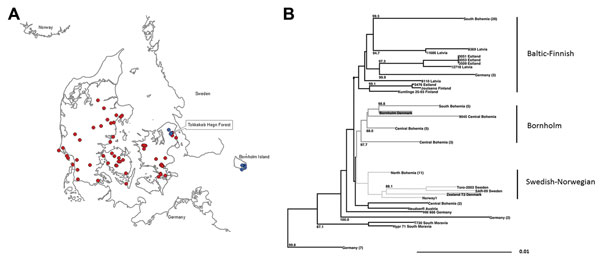 A) Tick collection areas in Denmark. Red indicates ticks sampled from animals; blue indicates flagging. B) Neighbor-joining phylogenetic analysis of a 1,488-nt set of 78 tick-borne encephalitis virus (TBEV)–Eur E gene sequences including reference strains Neudoerfl (Austria) and Hypr 71 (South Moravia) performed in ClustalW with a 1,000 bootstrap approach (LASERGENE, MEGALIGN, DENDROSCOPE) outgrouped to Louping ill virus (data not shown). Sequence designations of central European strains as in (