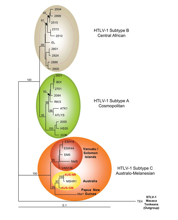 Phylogenetic tree generated on a 1,386-bp fragment of the env gene for 30 primate T-lymphotropic virus type 1 available sequences, including the 2 sequences generated in this work (in red boldface). The lymphotropic virus type 1 strains were aligned with the DAMBE program (version 4.2.13). The final alignment was submitted to the ModelTest program (version 3.6) to select, according to the Akaike Information Criterion, the best model to apply to phylogenetic analyses. The selected model was the T