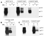 Thumbnail of Host cellular prion protein (PrPC) solubility and proteinase K (PK) resistance studies in homozygous 113LBoPrP-Tg037, 113LBoPrP-Tg009, and control BoPrP-Tg110 mice. Western blot analysis with monoclonal antibody 2A11 of soluble (S) and insoluble (P) fractions obtained from mouse brain extracts (5% sarkosyl in phosphate-buffered saline, pH 7.4, previously cleared by centrifugation at 2,000 × g) after ultracentrifugation at 100,000 × g for 1 h. P fractions were treated with 5 μg/mL of