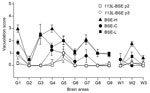 Thumbnail of Vacuolar lesion profile in brains from BoPrP-Tg110 mice inoculated with bovine spongiform encephalopathy (BSE)-C (black circles, n = 6 animals), BSE-H (black triangles, n = 6 animals), BSE-L (black squares, n = 5 animals), 113L-BSE second passage (black squares, n = 5 animals), and 113L-BSE third passage (open diamonds, n = 5 animals) prions. Lesion scoring was conducted for 9 areas of gray matter (G) and 3 areas of white matter (W) in mouse brains. G1, dorsal medulla; G2, cerebella