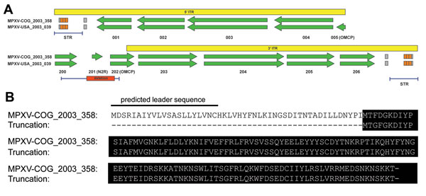 Truncation of OMCP. A) Whole-genome deep sequencing revealed a 625-bp deletion directly upstream of the right ITR (red box), which completely removed MPV-Z-N2R (locus 201) and truncated OMCP (MPV-Z-N3R, locus 202). A Western African clade virus, MPXV-USA_2003_039, is shown for comparison with OMCP and N2R copy number. PCR amplification regions for the large deletion and the STRs (right and left) are indicated by the blue bar below each ITR diagram. The yellow box represents the ITR region, and a