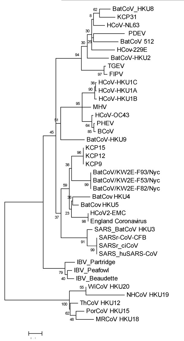 Phylogenetic tree of 4 coronaviruses (CoVs) isolated from bat guano collected in this study (KCP9, KCP12, KCP15, and KCP31); 35 additional human and animal CoVs from the National Center for Biotechnology Information database are included. Construction of the tree was based on 152 nt of the RNA-dependent RNA polymerase gene region by maximum-likelihood method and GTR+I model with the 1,000 bootstrap resampling method implemented in MEGA5 (http://megasoftware.net/). Numbers on branches indicate pe