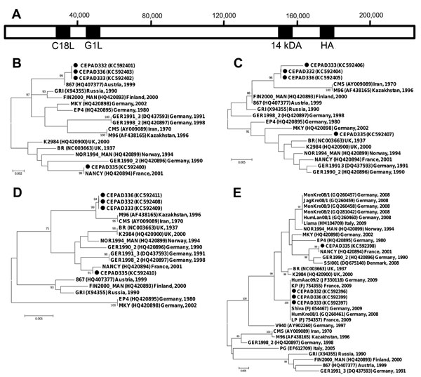 Schematic representation of cowpox virus (CPXV) GRI genome (A) and phylogenetic relationships between 4 genomic regions of CPXV isolates collected in France during 2011 and other CPXVs: C18L (B), 14-kDa (C), G1L (D), hemagglutinin (E). The sequenced regions are shaded in black in panel A. Nucleotide sequences were aligned by using CLC Main Workbench 6.0 software (CLC Bio,Aarhus, Denmark). Neighbor-joining phylograms were constructed in MEGA4 (www.megasoftware.net) by using the maximum composite 
