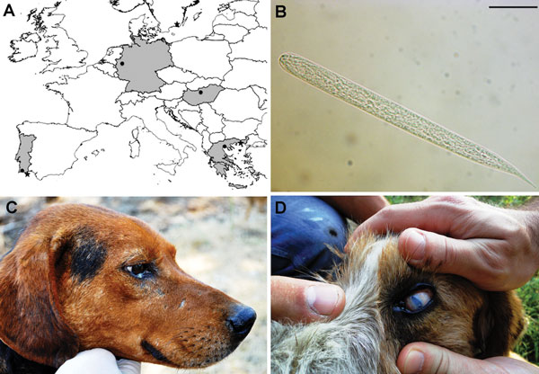 A) Areas (in gray) and localities (black dots) where Onchocerca lupi infections were reported and sampling sites (asterisk) from Greece (site A) and Portugal (site B). Scale bar = 500 km. B) Light microscopy image of microfilariae of O. lupi detected at the skin sediment. Scale bar = 20 µm. Original magnification ×100. Dog positive for O. lupi had conjunctival swelling and a purulent mucus discharge (C), or blindness with severe keratitis and uveitis (D).