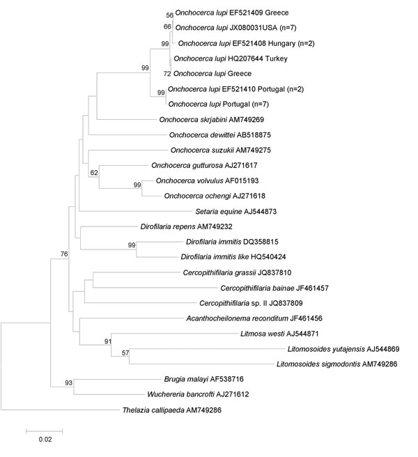 Phylogeny of Onchocerca lupi and other filarial nematodes based on cytochrome c oxidase subunit 1 gene sequences. Thelazia callipaeda was used as outgroup. Bootstrap confidence limits (8,000 replicates). GenBank accession numbers and number of haplotype sequences (in parenthesis) are reported along with their geographic origin. Scale bar indicates genetic differences.