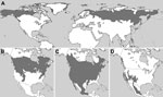 Thumbnail of Ranges (gray) of A) northern red-backed vole (Myodes rutilus), B) southern red-backed vole (M. gapperi), C) deer mouse (Peromyscus maniculatus), and D) piñon mouse (P. truei), United States, Russia, and Canada. Major range overlap between the 4 species found with deer-tick virus–reactive antibodies suggests that the responsible virus may have access to competent amplifying hosts throughout North America. Panel A was obtained from the International Union for Conservation of Nature an