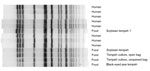 Thumbnail of Pulse-field gel electrophoresis dendrogram showing Xba1 enzyme band patterns for 8 case-patients, tempeh, and Rhizopus spp. starter culture associated with outbreak of Salmonella enterica serovar Paratyphi B variant L(+) tartrate(+) gastroenteritis, by date of symptom onset, North Carolina, USA, 2012.