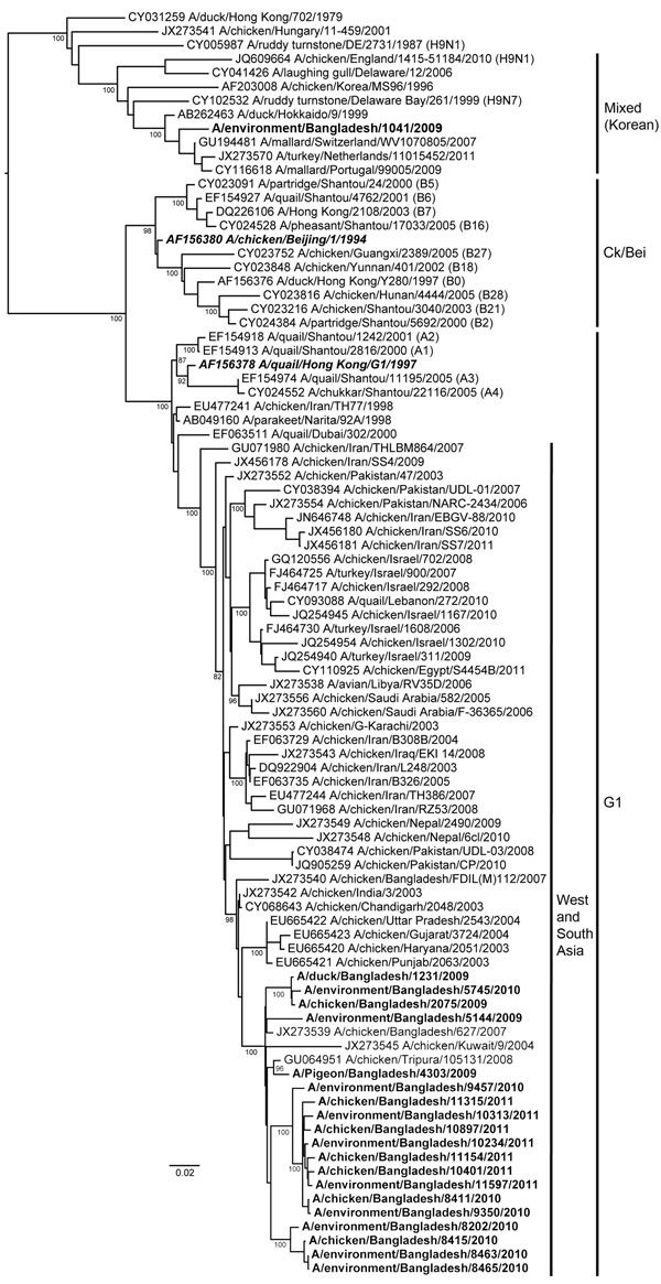 Phylogenetic relationships of hemagglutinin genes of avian influenza (H9N2) viruses (boldface) isolated in Bangladesh. Full-length DNA sequencing, starting from the first codon, was used. The phylogenetic trees were generated by PhyML (30) within the maximum-likelihood framework. Numbers above the branches indicate bootstrap values; only values &gt;60 are shown. Boldface italics indicate prototype subtype H9N2 viruses from the Ck/Bei and G1 clades. Scale bar indicates distance between sequence p