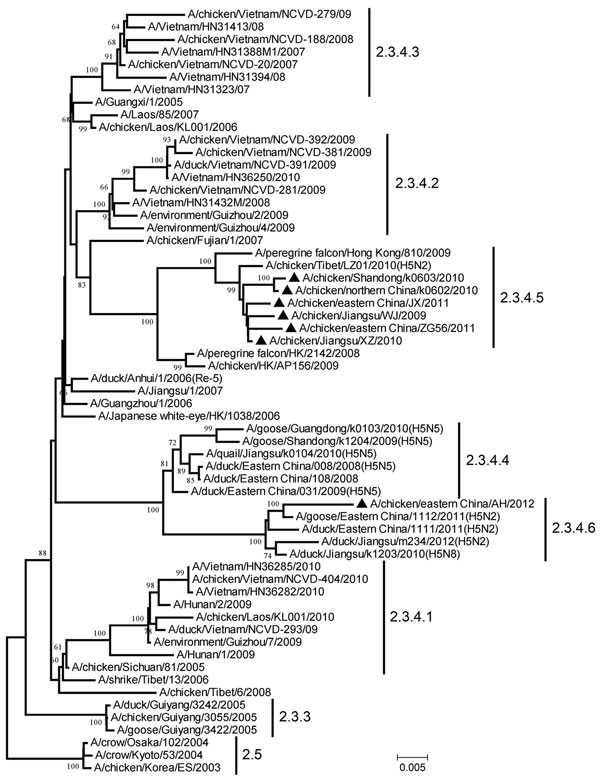 Phylogenetic tree of the hemagglutinin (HA) genes of the diverged avian influenza H5 subtype clade 2.3.4 variants from China and reference sequences retrieved from the GenBank database and partially recommended by the World Health Organization/World Organisation for Animal Health/Food and Agriculture Organization of the United Nations H5N1 Evolution Working Group The neighbor-joining tree was generated by using MEGA 5.1 software (www.megasoftware.net). Numbers above or below the branch nodes den