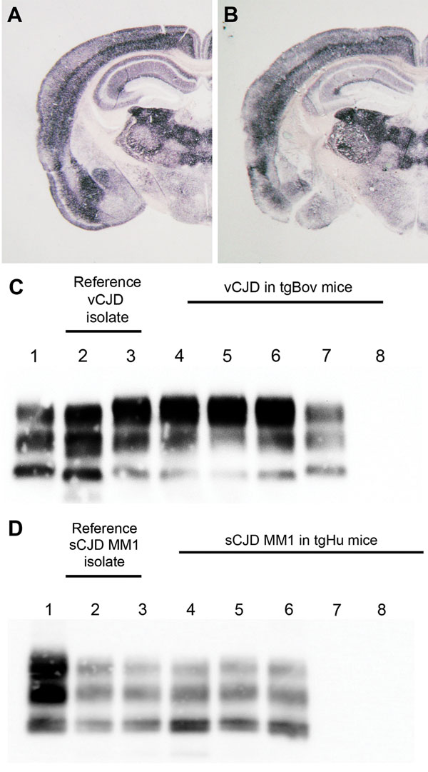Abnormal prion protein (PrPres) detection by using Western blot (WB) and paraffin-embedded tissue (PET) blot in the brain of transgenic mice expressing the methionine 129 variant of the human prion protein (PrP) (tgHu) or bovine PrP (tgBov). A, B) PET blot PrPres distribution in coronal section (thalamus level) of tgHu mice inoculated with sporadic Creutzfeldt-Jakob disease (sCJD) MM1 isolates (10% brain homogenate): A) reference isolate used for the endpoint titration in Table 1; B) sCJD case 1