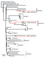 Thumbnail of Phylogenetic support for expanded application of the proposed Harris County, Texas, USA, paradigm as a model for West Nile virus (WNV) evolution during the Dallas/Fort Worth, Texas, outbreak, 2012. Bayesian coalescent tree depicts shared monophyletic lineage of the novel Collin County WNV isolates in group 9 (TX AR12-1648) and group 10 (TX AR12-10674) with the TX AR12-1486 Denton County, Texas, isolate clustering with the TX8572 2012 Harris County isolate. Red indicates novel Collin