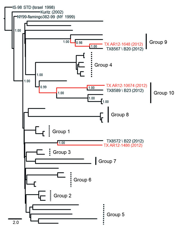 Phylogenetic support for expanded application of the proposed Harris County, Texas, USA, paradigm as a model for West Nile virus (WNV) evolution during the Dallas/Fort Worth, Texas, outbreak, 2012. Bayesian coalescent tree depicts shared monophyletic lineage of the novel Collin County WNV isolates in group 9 (TX AR12-1648) and group 10 (TX AR12-10674) with the TX AR12-1486 Denton County, Texas, isolate clustering with the TX8572 2012 Harris County isolate. Red indicates novel Collin County and D