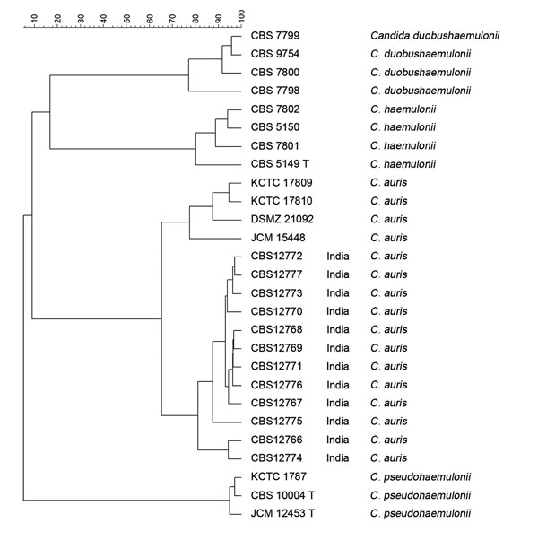 Dendrogram of amplified fragment length polymorphism analysis of Candida auris isolates from India, Japan, and South Korea and members of C. haemulonii complex. It was constructed by using UPGMA (unweighted pair group method with averages) in combination with the Pearson correlation coefficient and was restricted to fragments of 60–400 bp. Scale bar indicates the percentage similarity.